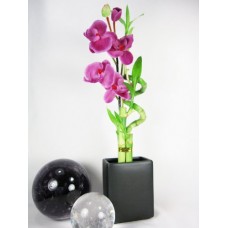 9GreenBox - Live Spiral 3 Style Lucky Bamboo Plant Arrangement w/ Black Ceramic Vase & Silk Orchid Flower   